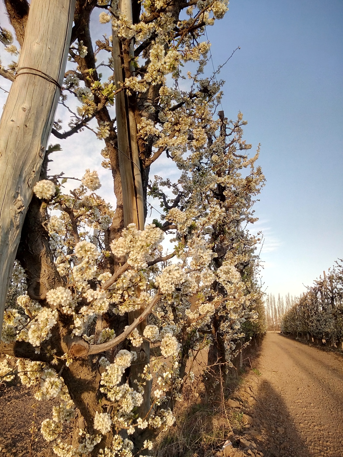 Floración - Flor de pera