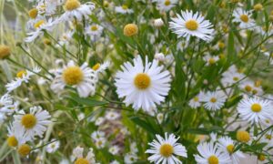 Bellis Perenne