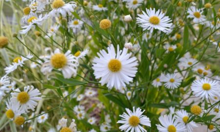 Bellis Perenne