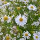Bellis Perenne
