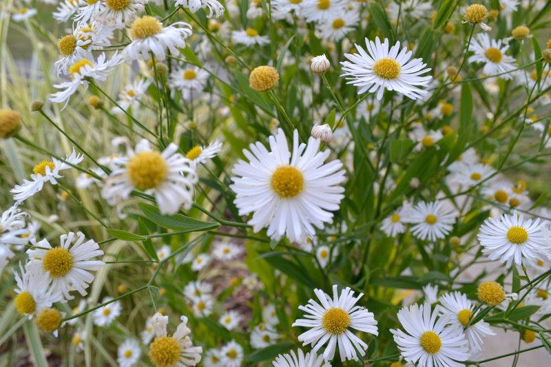 Bellis Perenne