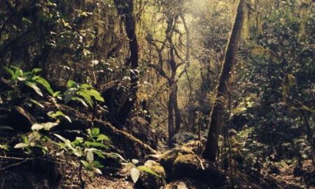 Naturaleza Tucumana