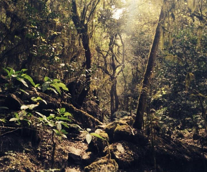 Naturaleza Tucumana