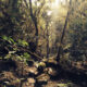 Naturaleza Tucumana