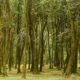 Naturaleza Tucumana2