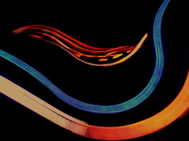 Ritmo