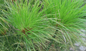 Planta De Papiro