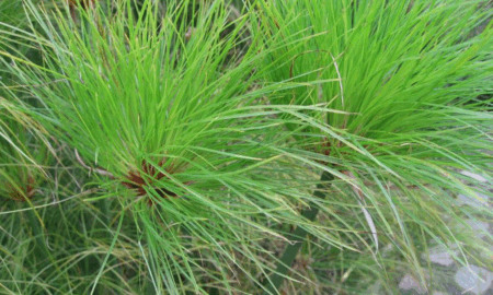 Planta De Papiro