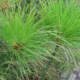 Planta De Papiro