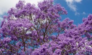 Arbol