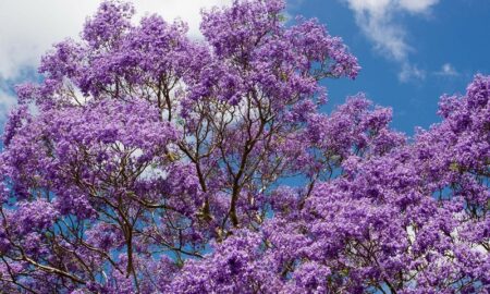 Arbol
