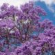 Arbol