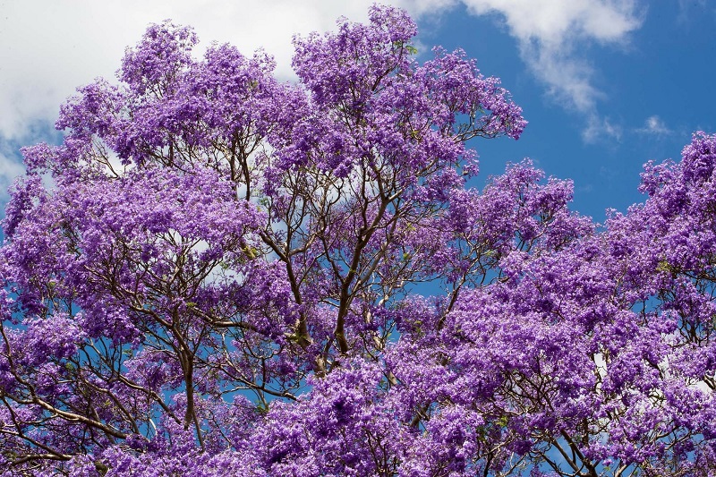 Arbol
