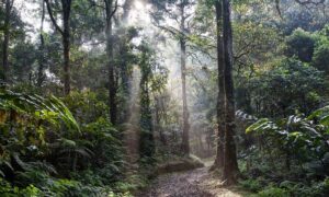 Selva Misionera
