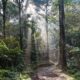Selva Misionera