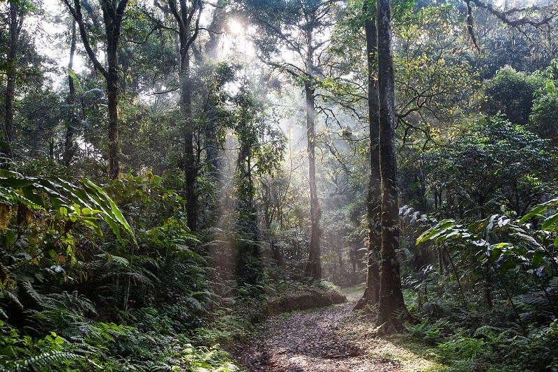 Selva Misionera