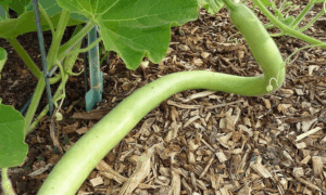 Cucuzzas Sicilianas