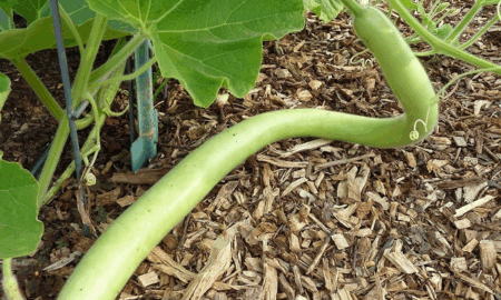 Cucuzzas Sicilianas