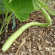 Cucuzzas Sicilianas