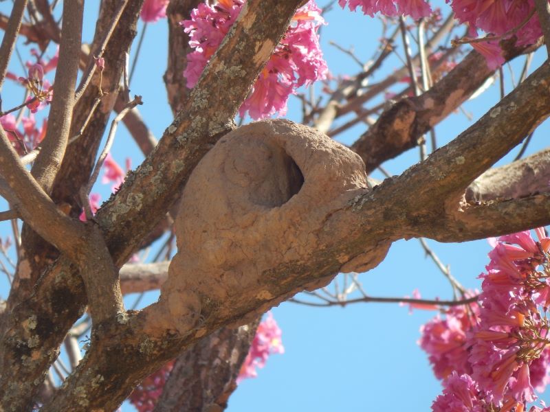 Nido Sobre Un Lapacho En Flor