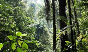 Selva En Su Máxima Expresión