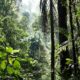 Selva En Su Máxima Expresión