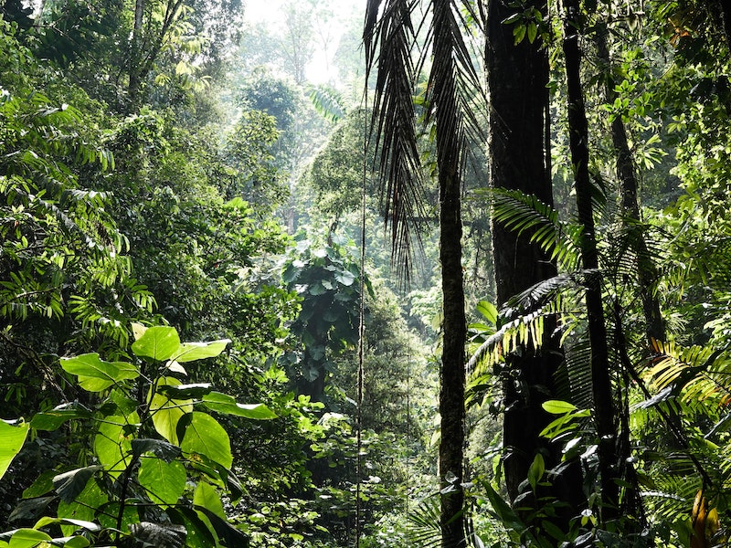 Selva En Su Máxima Expresión