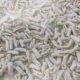 Cavatelli Dos
