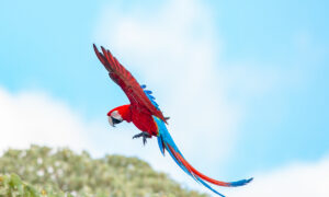 Rojo