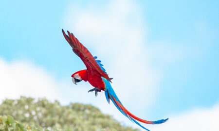 Rojo