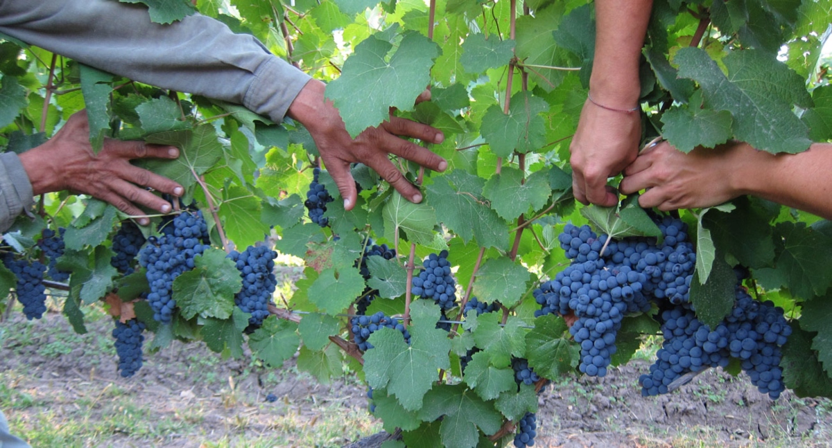 Bodega - Uvas de chacra