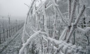 Vino De Hielo Viñedo Congelado