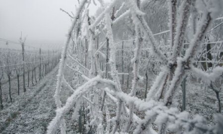 Vino De Hielo Viñedo Congelado