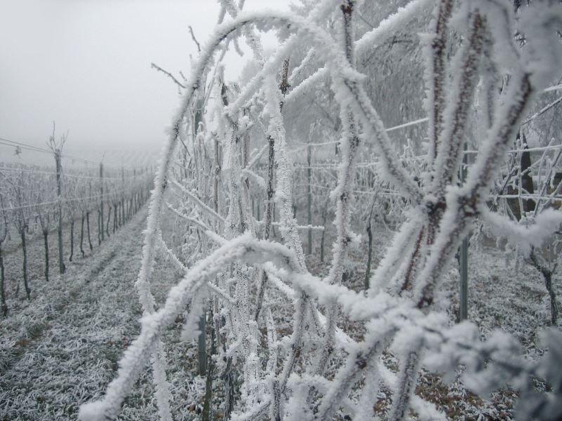 Vino De Hielo Viñedo Congelado