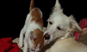 Perros Y Gatos Buscan Hogar