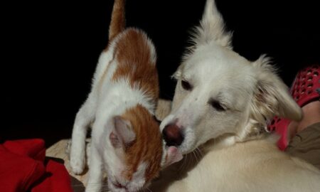 Perros Y Gatos Buscan Hogar