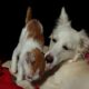 Perros Y Gatos Buscan Hogar