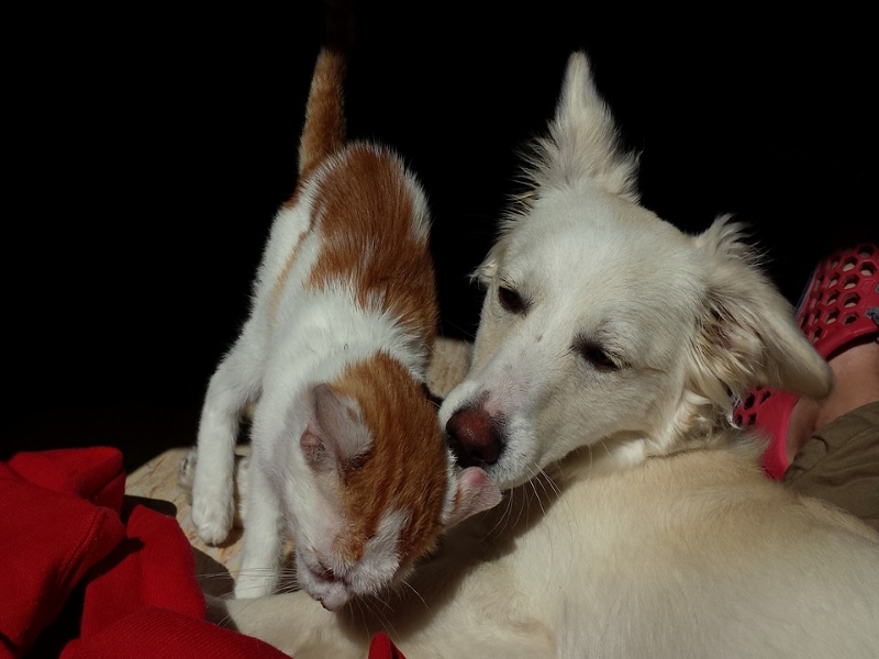 Perros Y Gatos Buscan Hogar