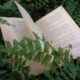 Lectura