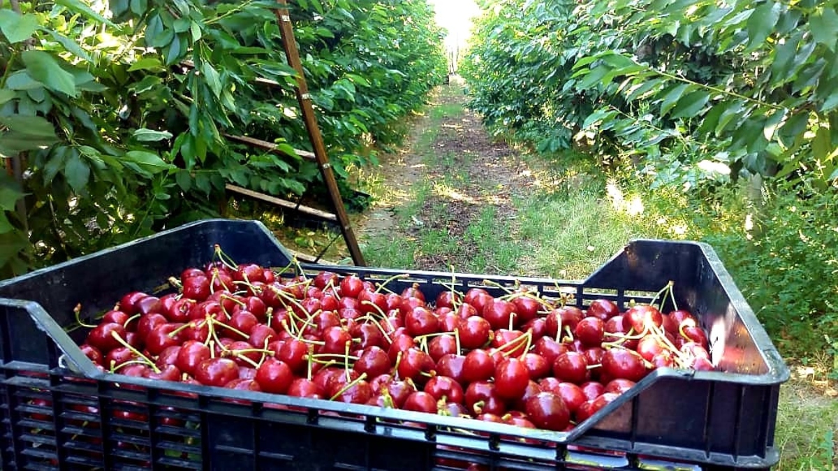 Cereza - Cosecha