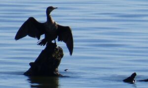 Phalacrocorax Brasilianus
