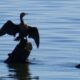 Phalacrocorax Brasilianus