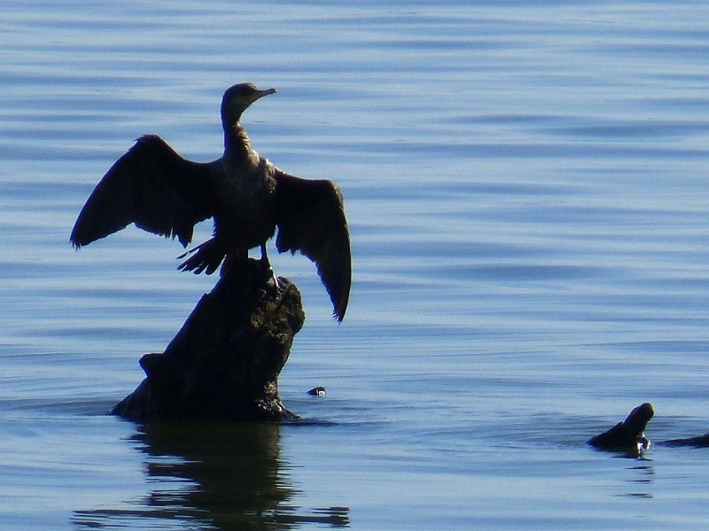 Phalacrocorax Brasilianus