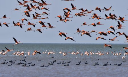 Flamencos Volando