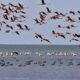 Flamencos Volando