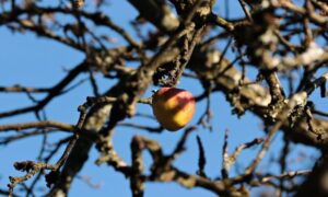 Manzano Histórico Árbol De Manzanas