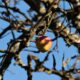 Manzano Histórico Árbol De Manzanas