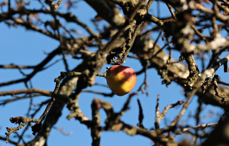 Manzano Histórico Árbol De Manzanas