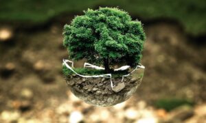 Importancia Ambiental