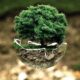 Importancia Ambiental